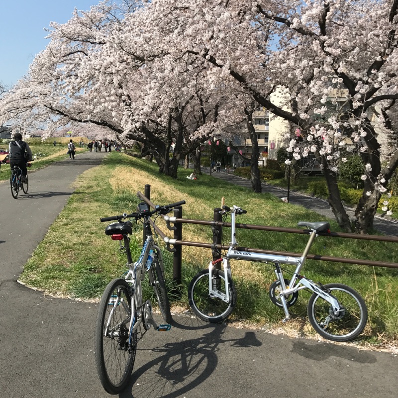 桜と自転車・ダホン・ビアンキ・BD-1