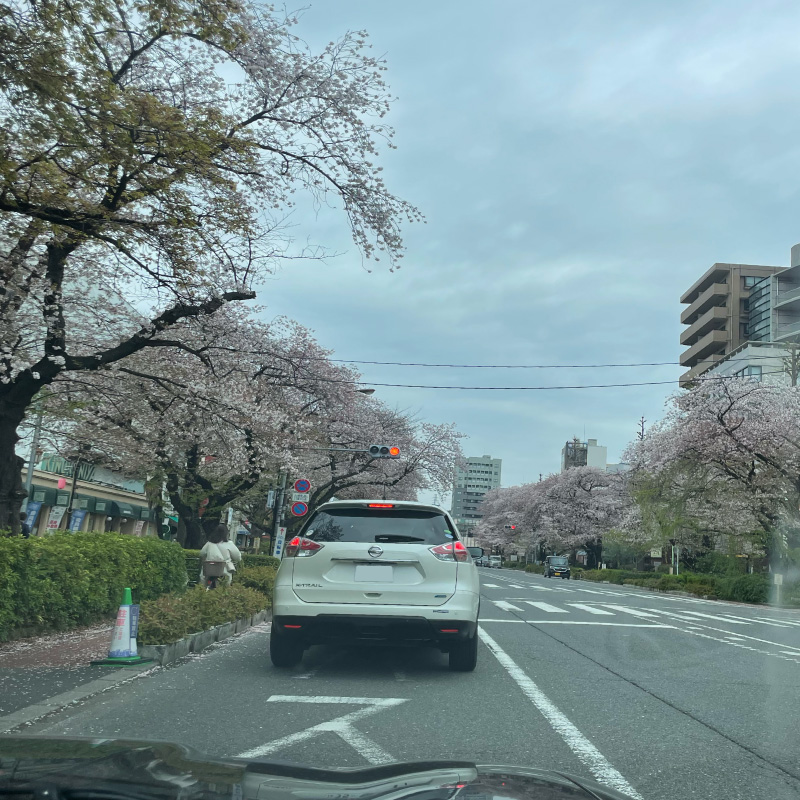 ジャガーXK・オープンドライブ・桜