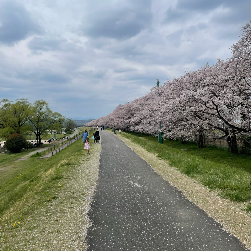 多摩川サイクリングロード・桜