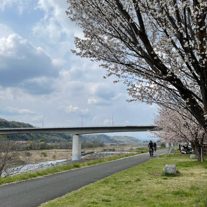 多摩川サイクリングロード・桜