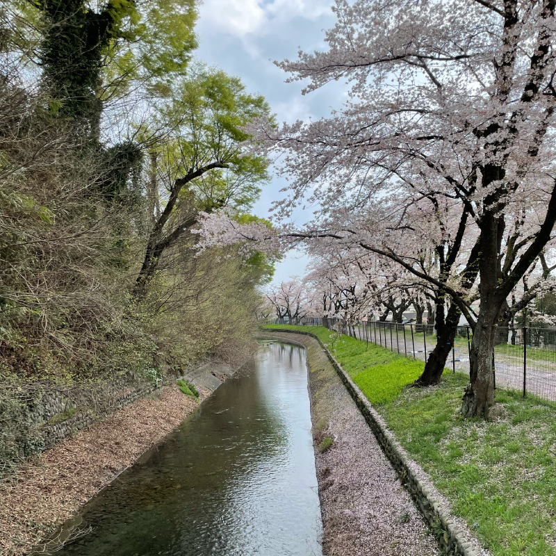 多摩川上水・桜